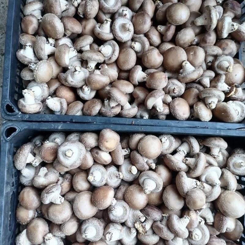 【香菇】鲜香菇，水菇，鲜菇，光面菇，食用菌，地栽菇量大从优