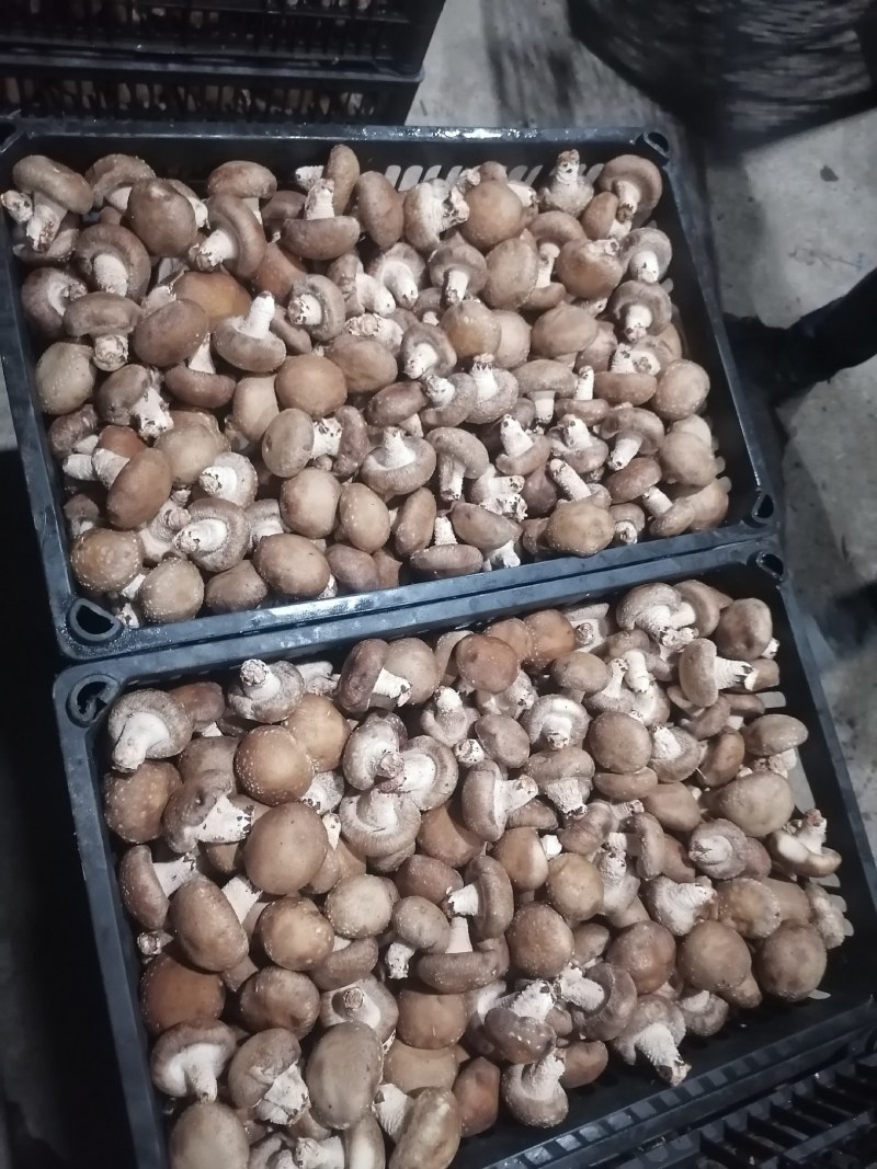 【香菇】鲜香菇，水菇，鲜菇，光面菇，食用菌，地栽菇量大从优