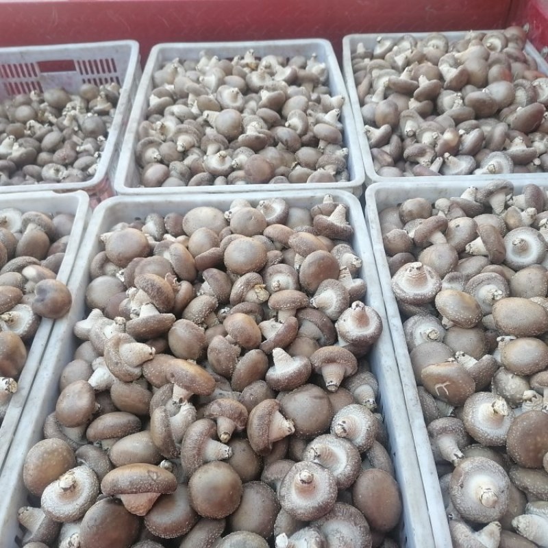 【香菇】鲜香菇，水菇，鲜菇，光面菇，食用菌，地栽菇量大从优