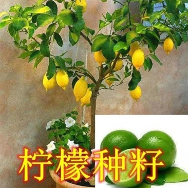 柠檬籽