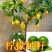 柠檬籽