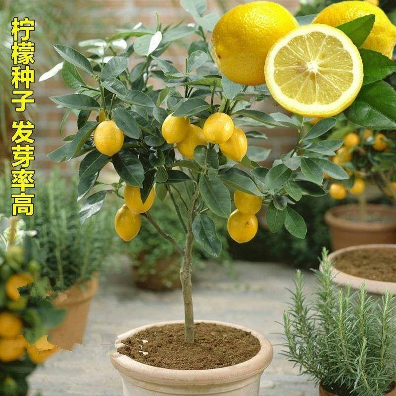 柠檬种子柠檬子柠檬籽柠檬树种子枸橘种子枳壳种子
