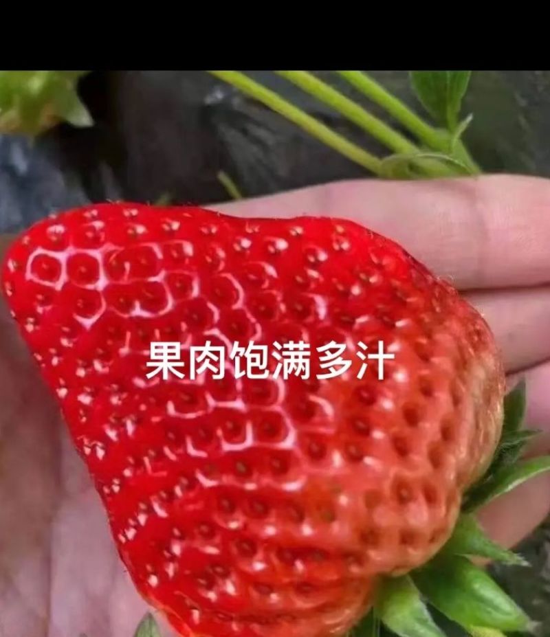 草莓上市啦这里的草莓对外批发零售喊上你的小伙伴一起来