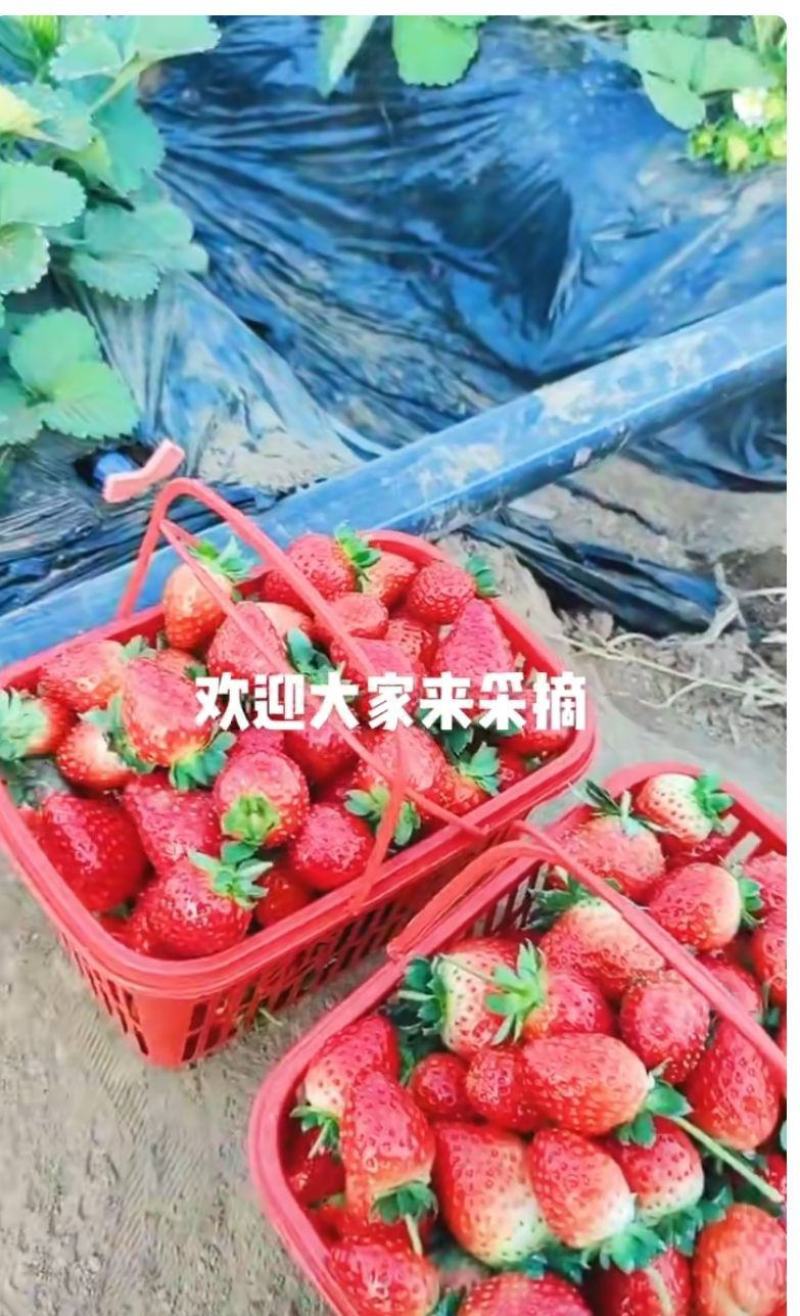 草莓上市啦这里的草莓对外批发零售喊上你的小伙伴一起来