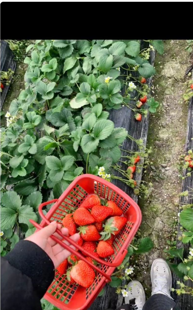 草莓上市啦这里的草莓对外批发零售喊上你的小伙伴一起来