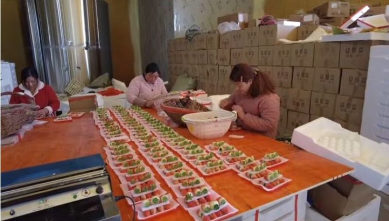 草莓上市啦这里的草莓对外批发零售喊上你的小伙伴一起来