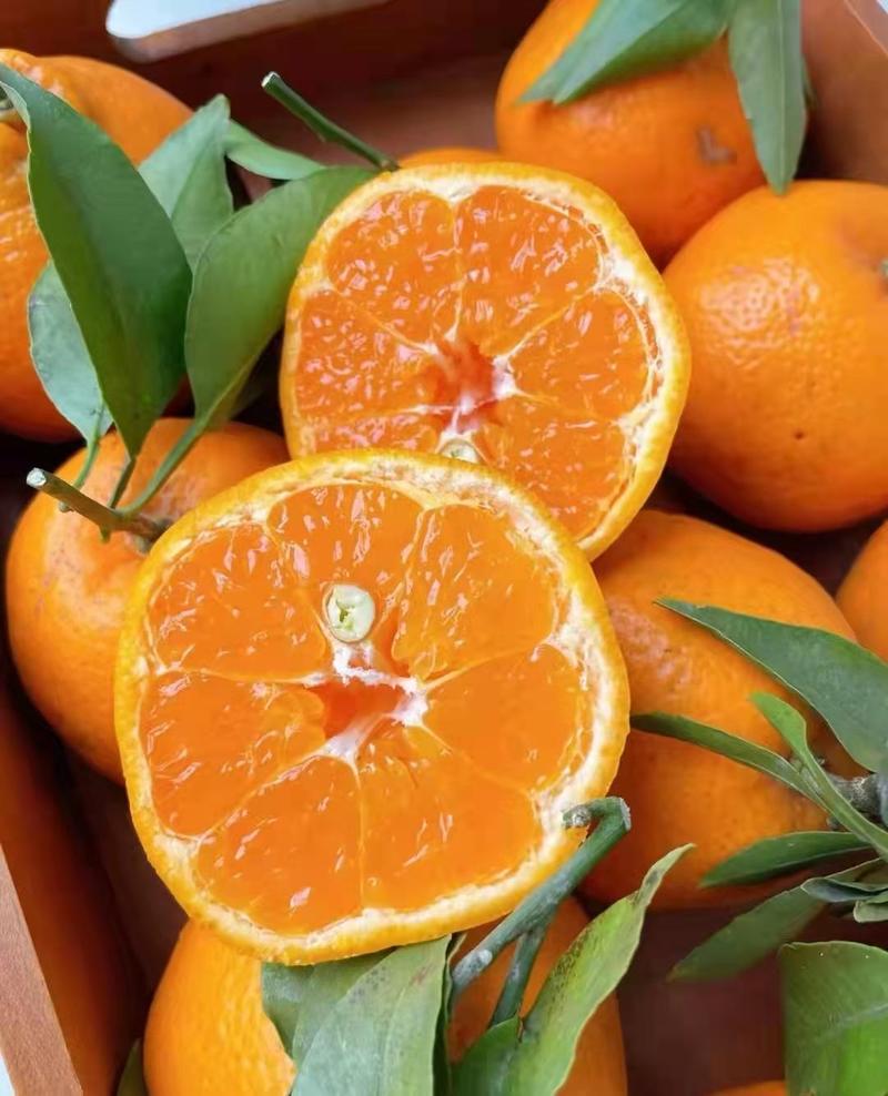 柑橘春见耙耙柑柑橘量大从优对接全国