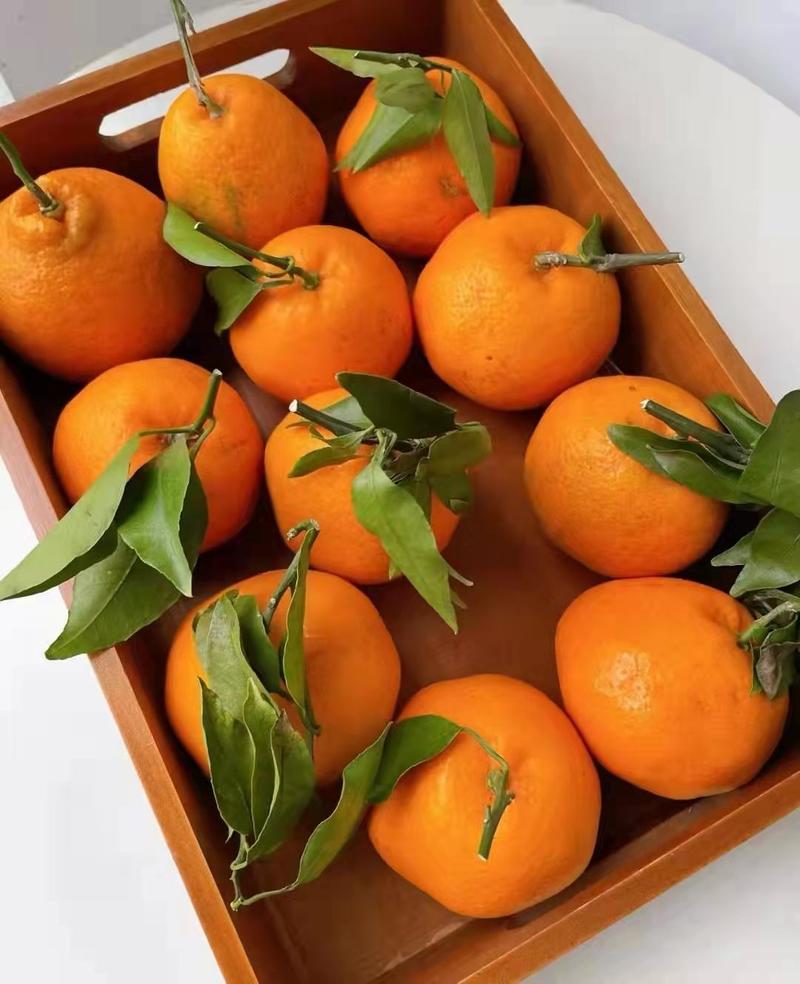 柑橘春见耙耙柑柑橘量大从优对接全国