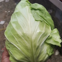 甘蓝菜已经开始大量上市中，需要的朋友请联系