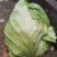 甘蓝菜已经开始大量上市中，需要的朋友请联系