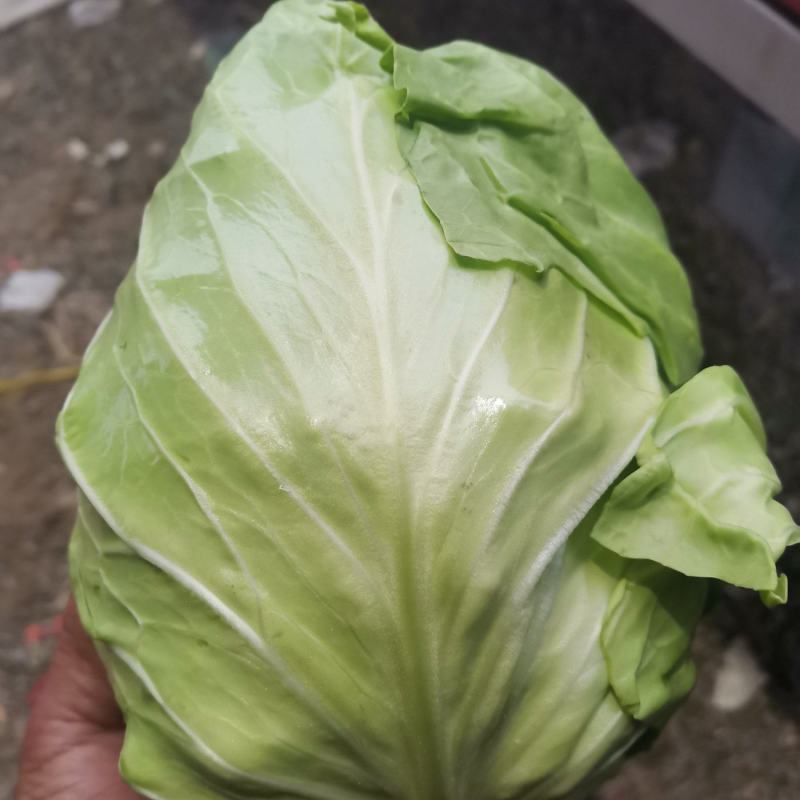 甘蓝菜已经开始大量上市中，需要的朋友请联系