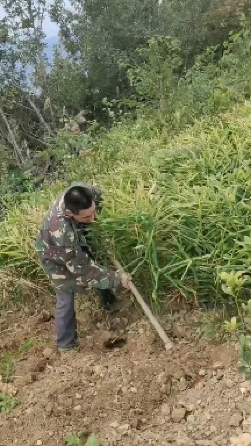 生姜