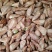 雪松种子松树种籽别墅庭院行道绿化美观林木树种