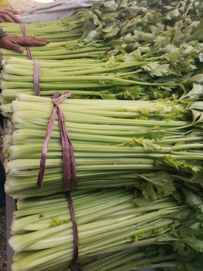 芹菜大量上市中，，大中小棵都有货，全国代发