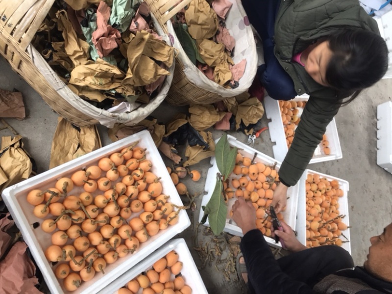 凉山大枇杷早钟枇杷大五星枇杷