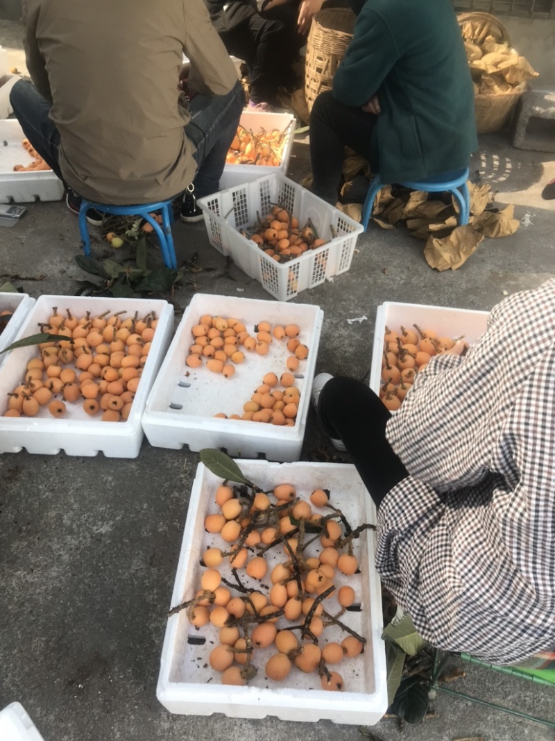 凉山大枇杷早钟枇杷大五星枇杷