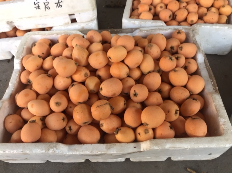 凉山大枇杷早钟枇杷大五星枇杷