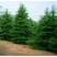 雪松种子松树种籽别墅庭院行道绿化美观林木树种