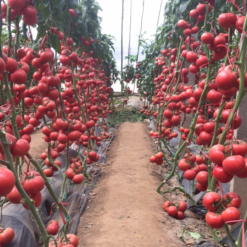 西红柿种苗越冬早春订植栽培抗死棵抗灰叶班高抗TY病毒