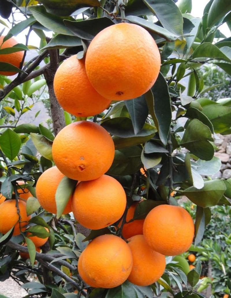 湖南江永粗石江纽荷尔脐橙，7904大量上市，含糖量高超甜