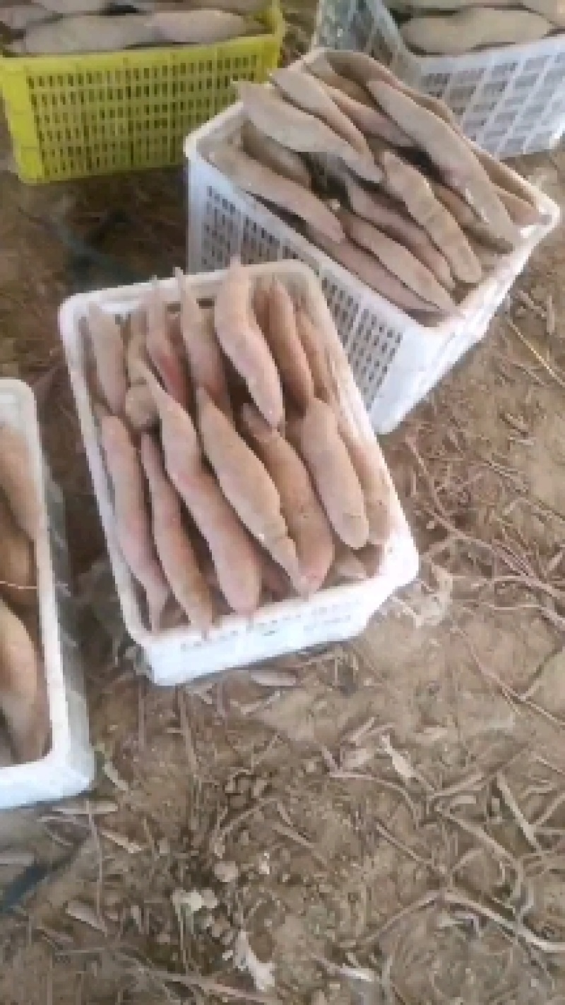 临潼板栗红薯大量上市，干面甜无丝无虫眼，质量保证诚信第一