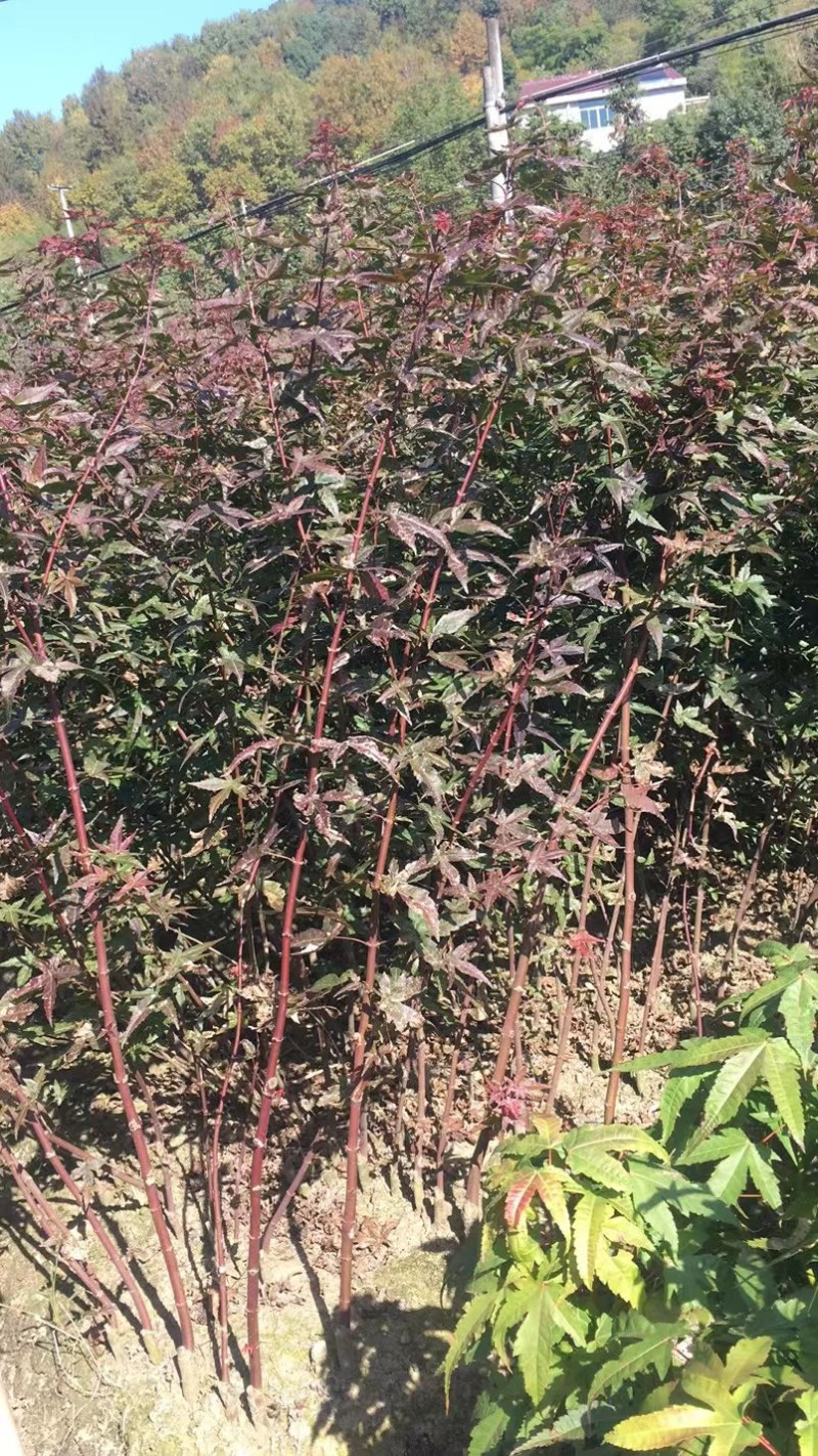 红舞姬日本红枫红舞姬丛生盆景树独杆树1/10/20公分
