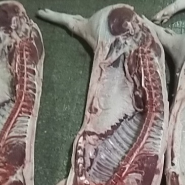 台州屠宰场肥猪肉瘦猪批发零售，量大从优