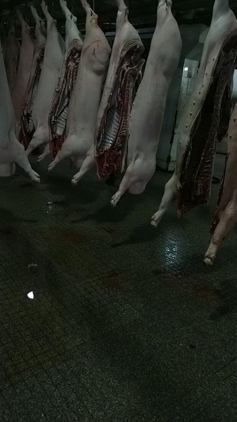 台州屠宰场肥猪肉瘦猪批发零售，量大从优