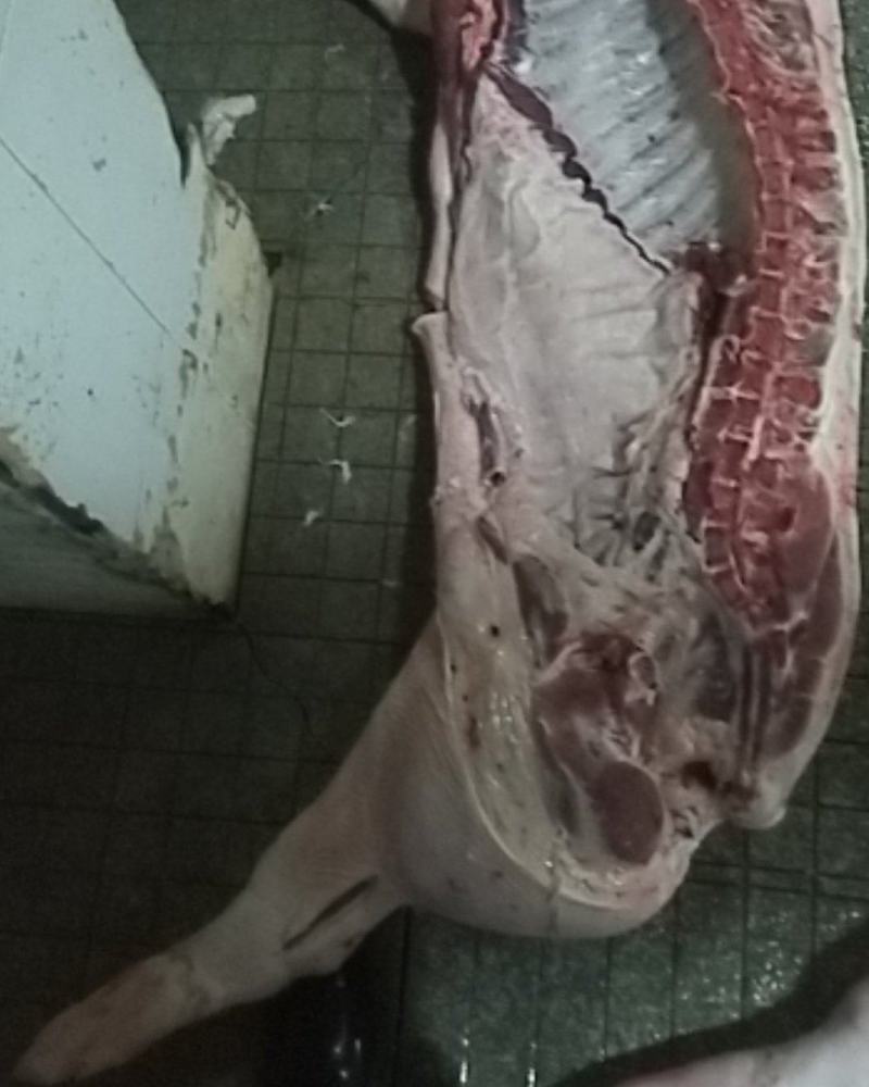 台州屠宰场肥猪肉瘦猪批发零售，量大从优