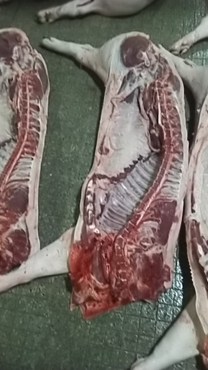 台州屠宰场肥猪肉瘦猪批发零售，量大从优