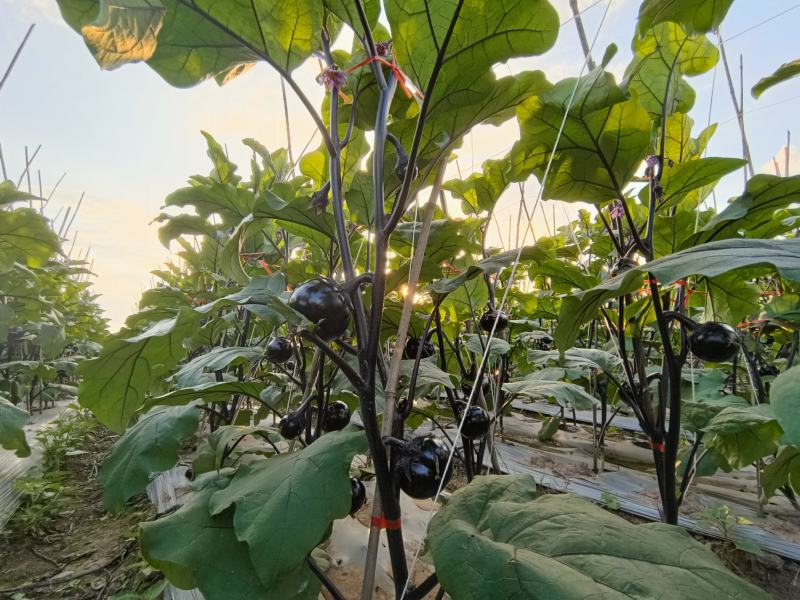 精品圆茄一手货源基地直发现摘现发质量保障视频看货