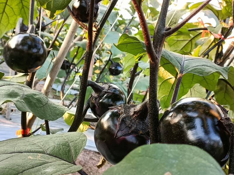 精品圆茄一手货源基地直发现摘现发质量保障视频看货