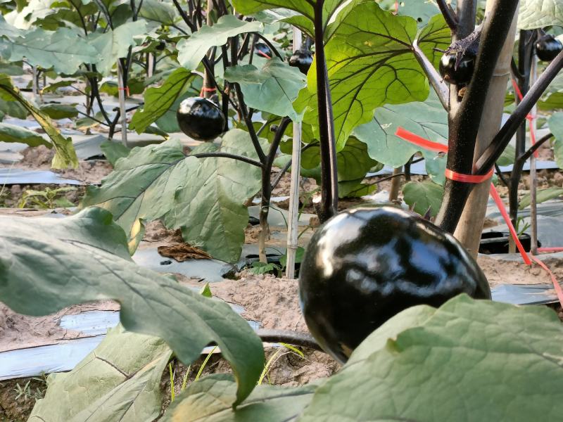 精品圆茄一手货源基地直发现摘现发质量保障视频看货