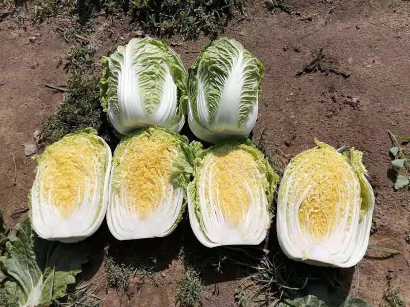 产地直供精品黄心菜可以视频看货质量好价格可谈欢迎采购