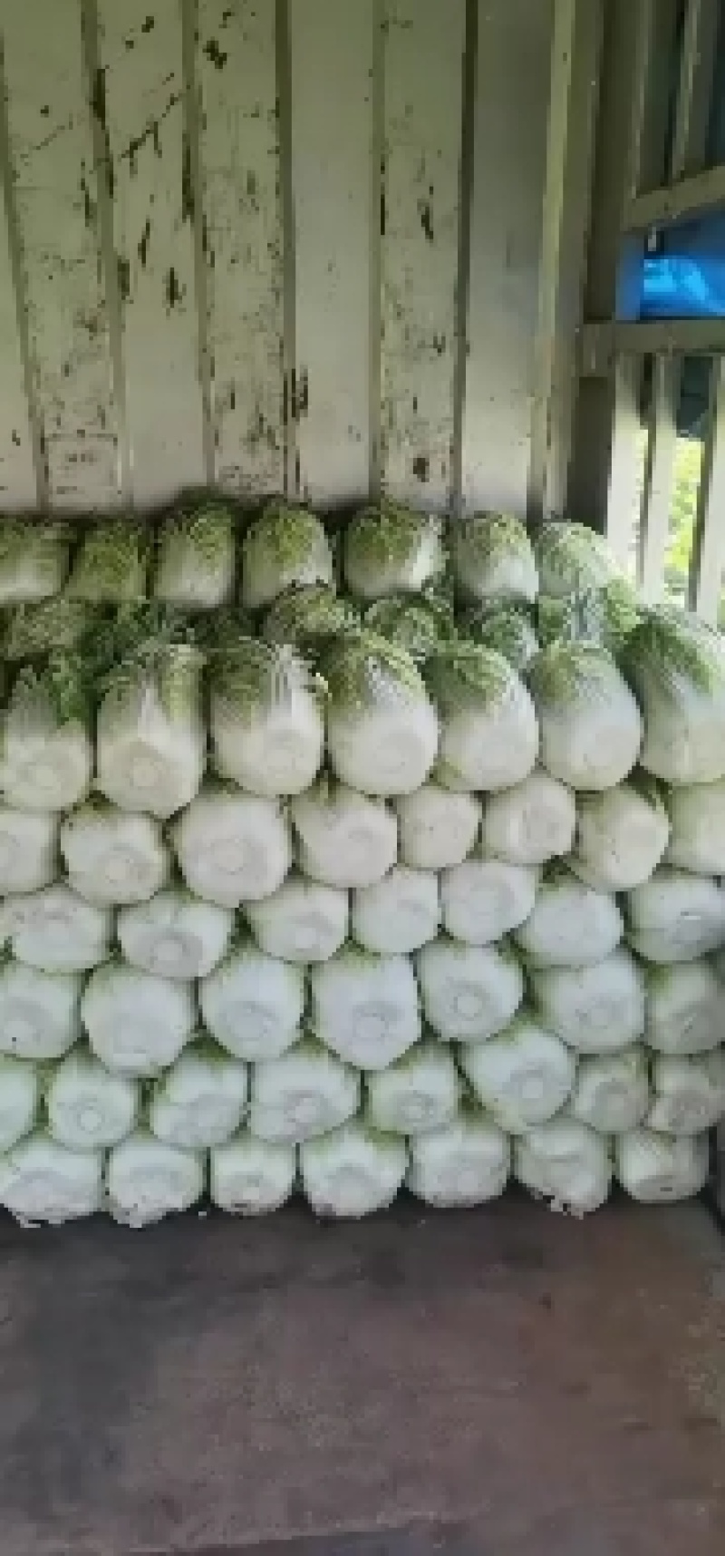 产地直供精品黄心菜可以视频看货质量好价格可谈欢迎采购