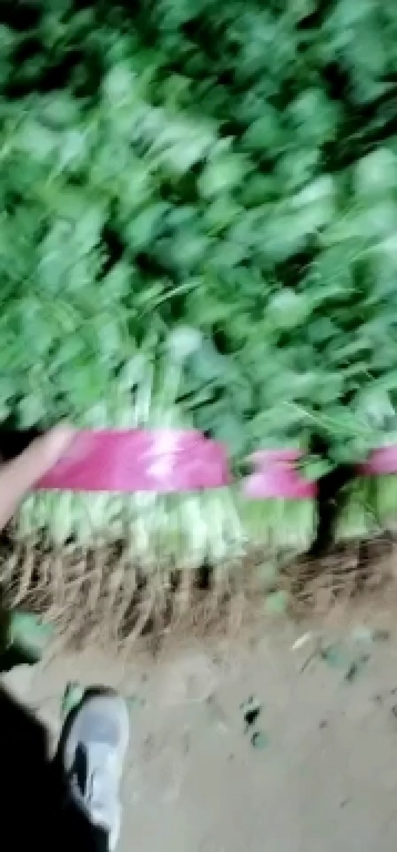 精品大棚大叶香菜质量保证一手货源视频看货