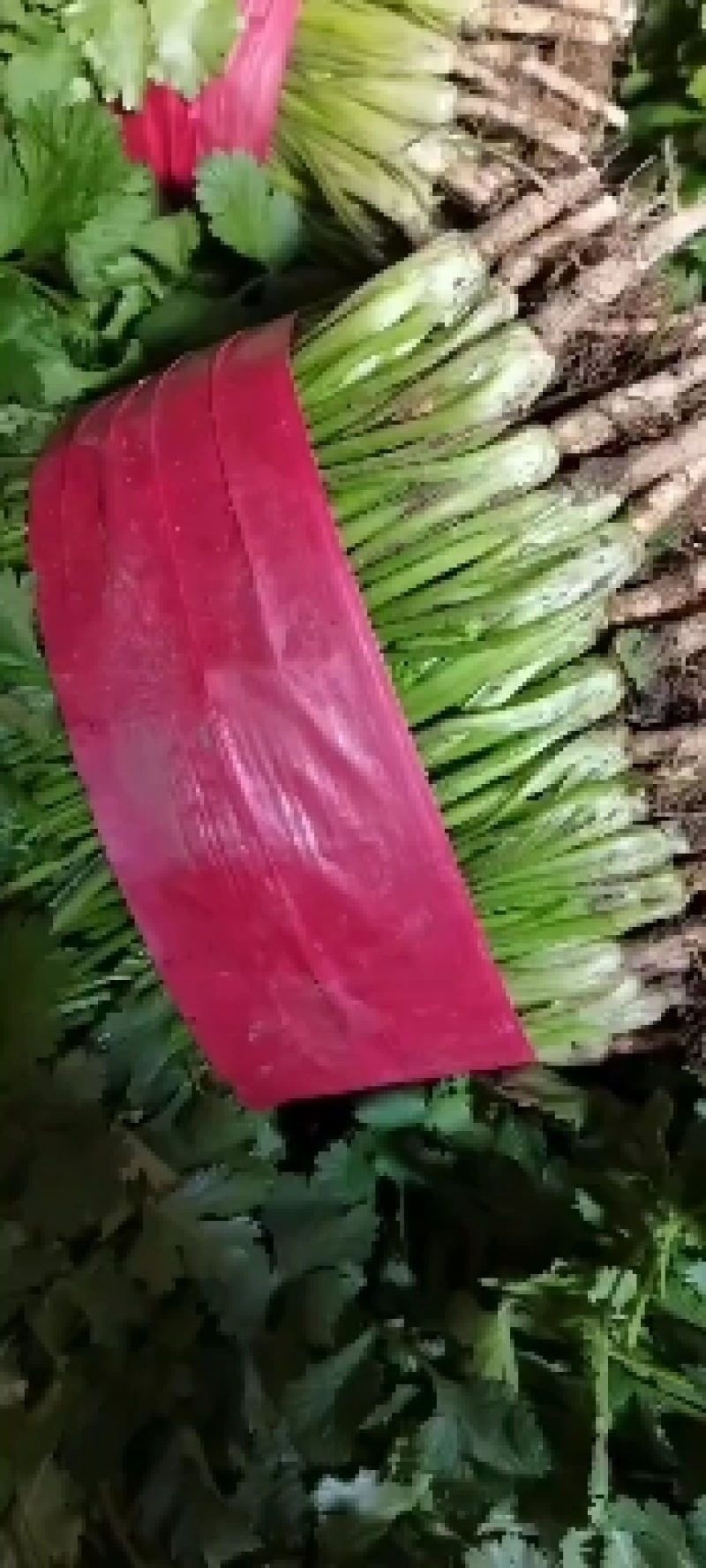精品大棚大叶香菜质量保证一手货源视频看货
