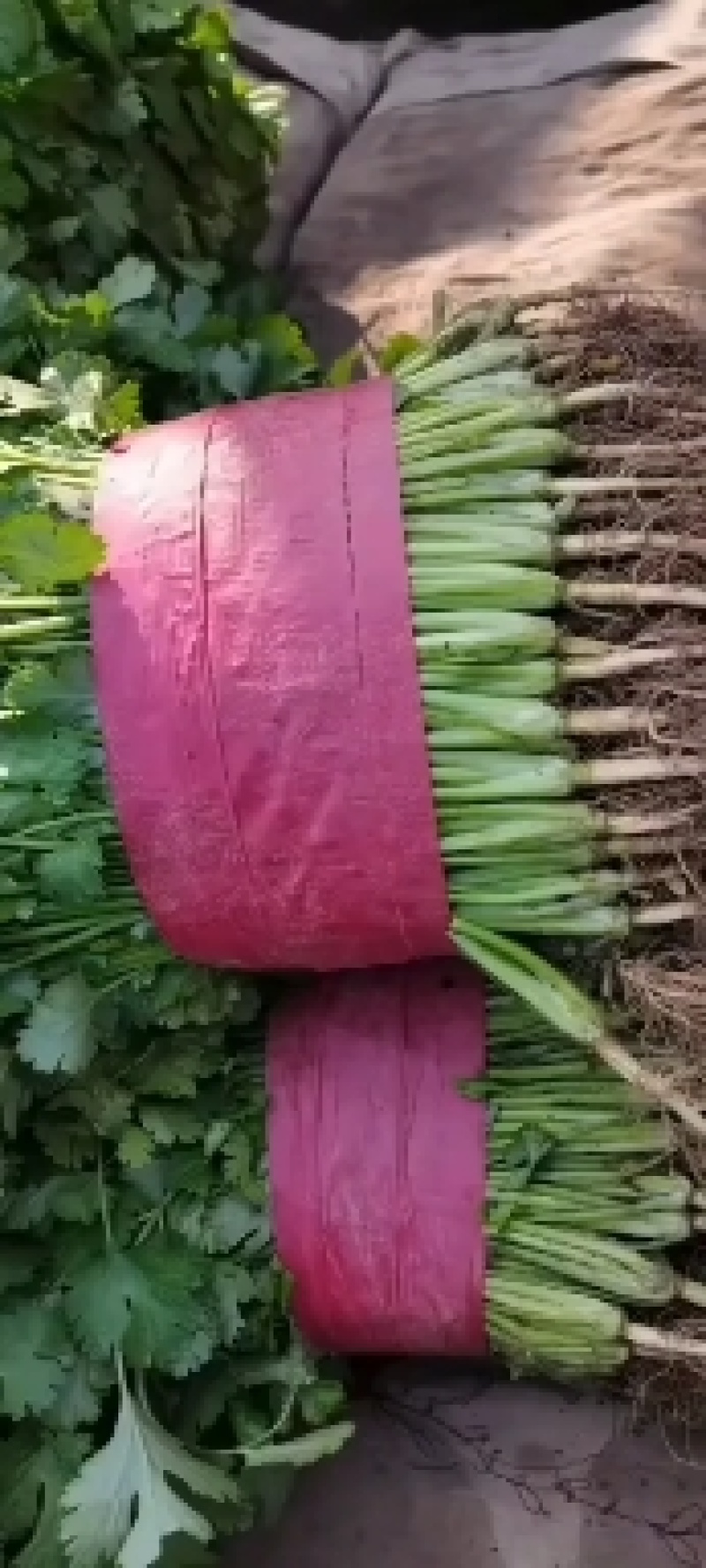 精品大棚大叶香菜质量保证一手货源视频看货