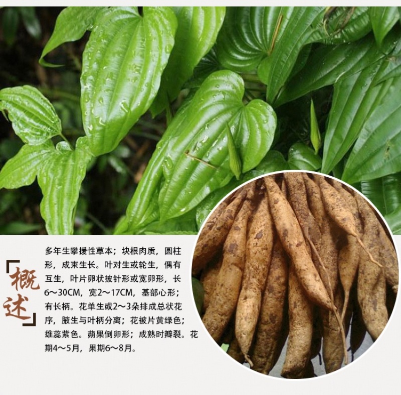 百部种苗