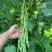 青川一号绿皮芸豆种子无筋架豆王顺直肉厚无筋基地专用