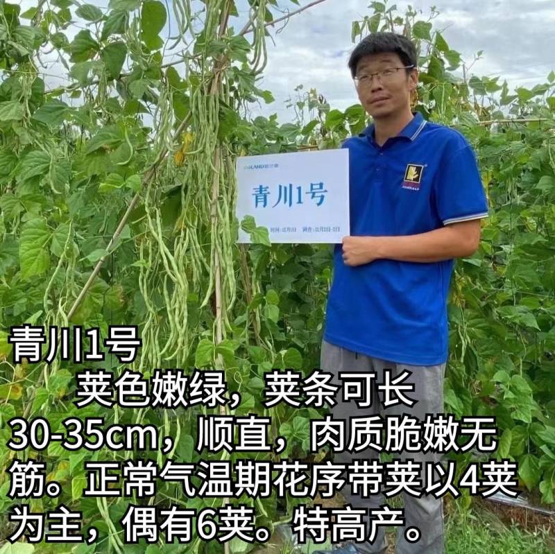 青川一号绿皮芸豆种子无筋架豆王顺直肉厚无筋基地专用