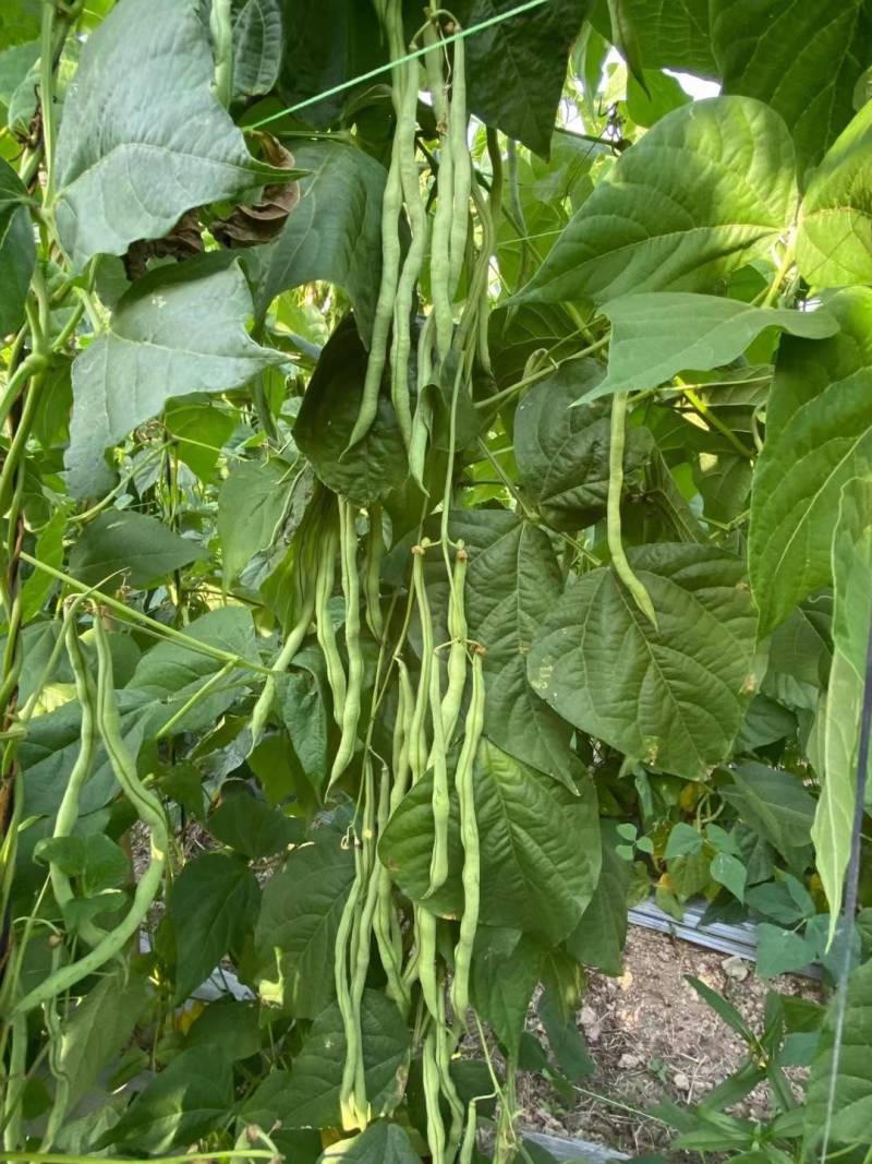 青川一号绿皮芸豆种子无筋架豆王顺直肉厚无筋基地专用
