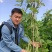 青川一号绿皮芸豆种子无筋架豆王顺直肉厚无筋基地专用