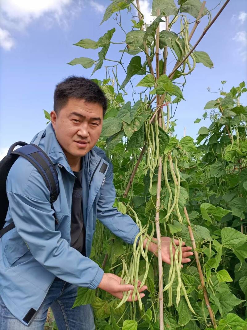 青川一号绿皮芸豆种子无筋架豆王顺直肉厚无筋基地专用