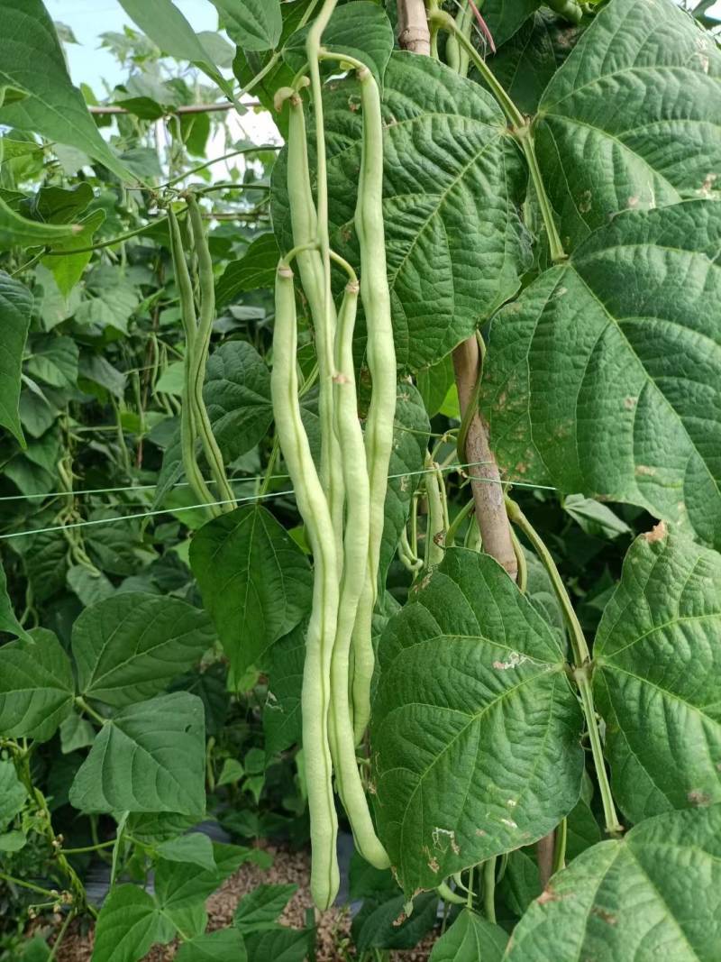青川一号绿皮芸豆种子无筋架豆王顺直肉厚无筋基地专用