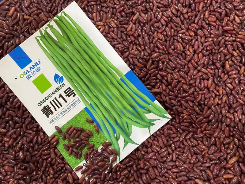 青川一号绿皮芸豆种子无筋架豆王顺直肉厚无筋基地专用