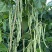 青川一号绿皮芸豆种子无筋架豆王顺直肉厚无筋基地专用