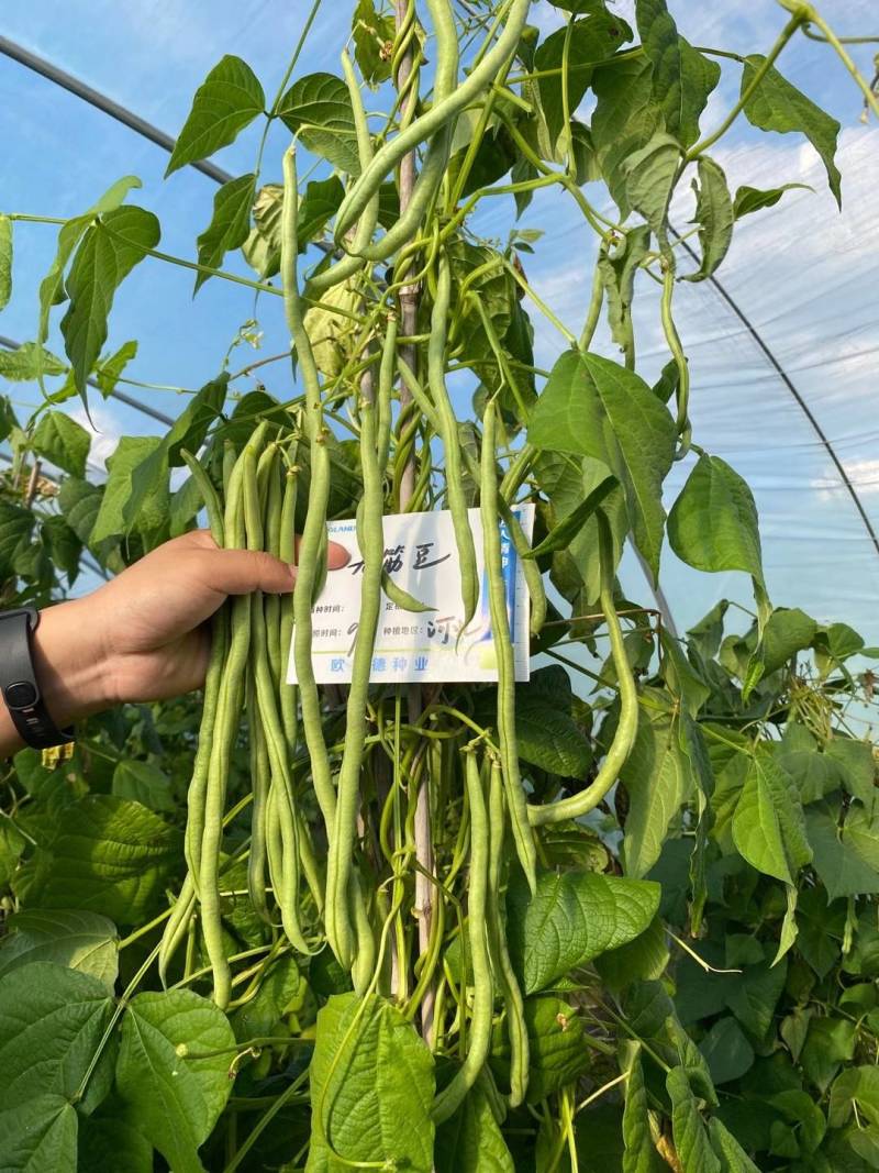 青川一号绿皮芸豆种子无筋架豆王顺直肉厚无筋基地专用