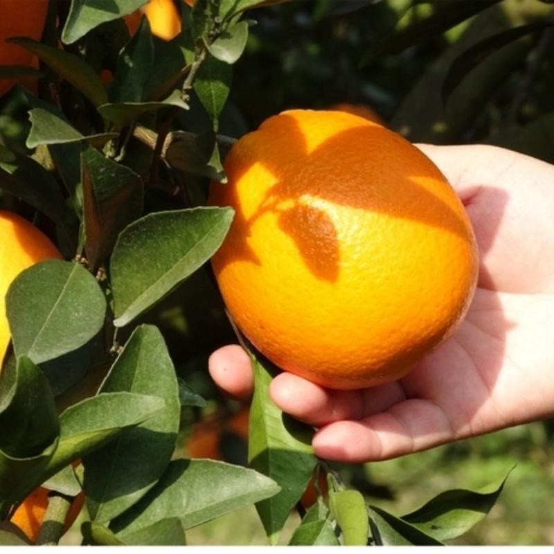 江西赣南脐橙甜橙纽荷尔脐橙实力代收代发果园多纯甜不酸