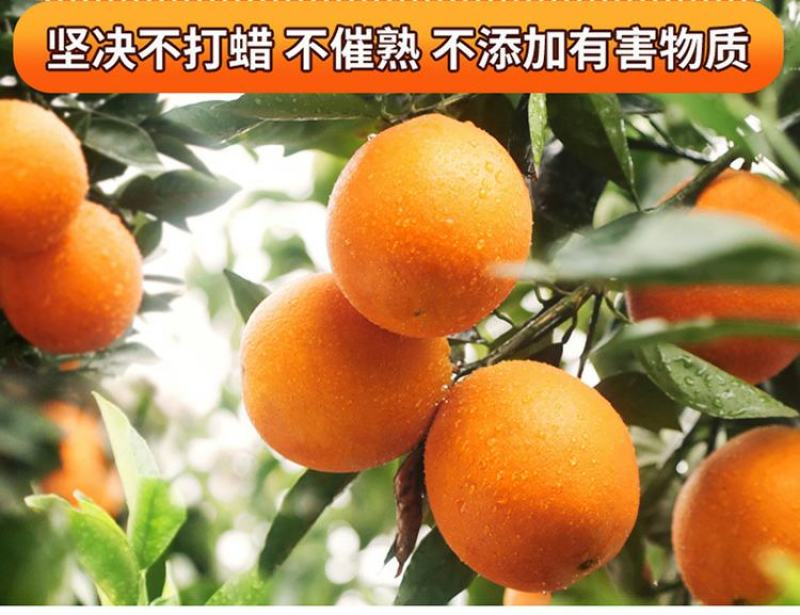 江西赣南脐橙甜橙纽荷尔脐橙实力代收代发果园多纯甜不酸
